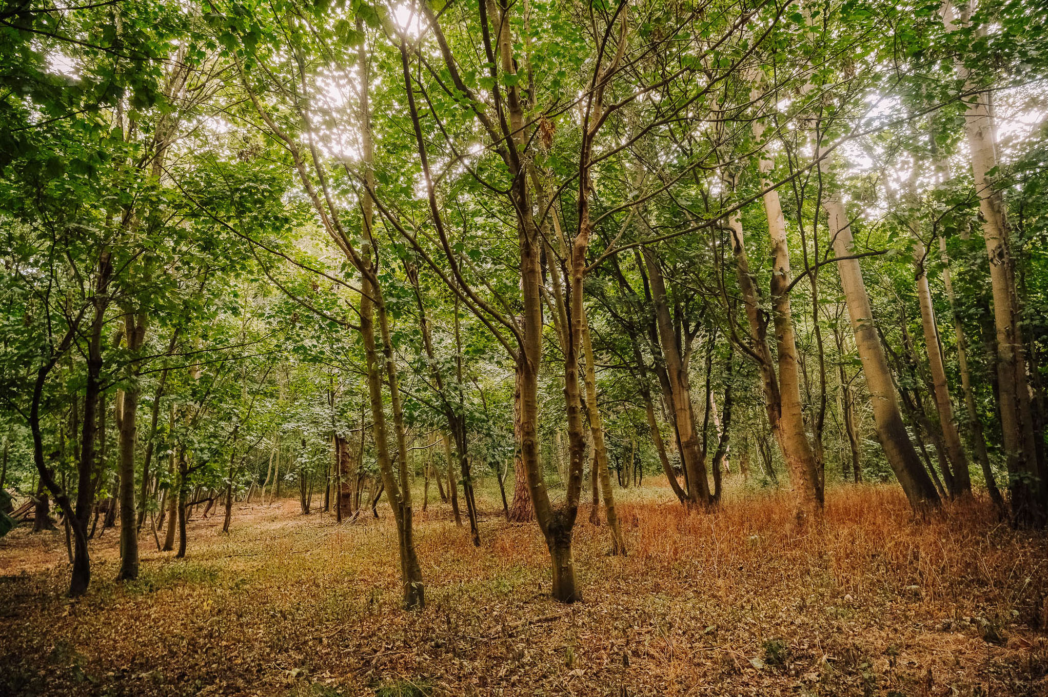 A serene forest scene featuring tall trees with lush green leaves and a carpet of brown foliage on the ground, illuminated by soft sunlight filtering through the canopy.