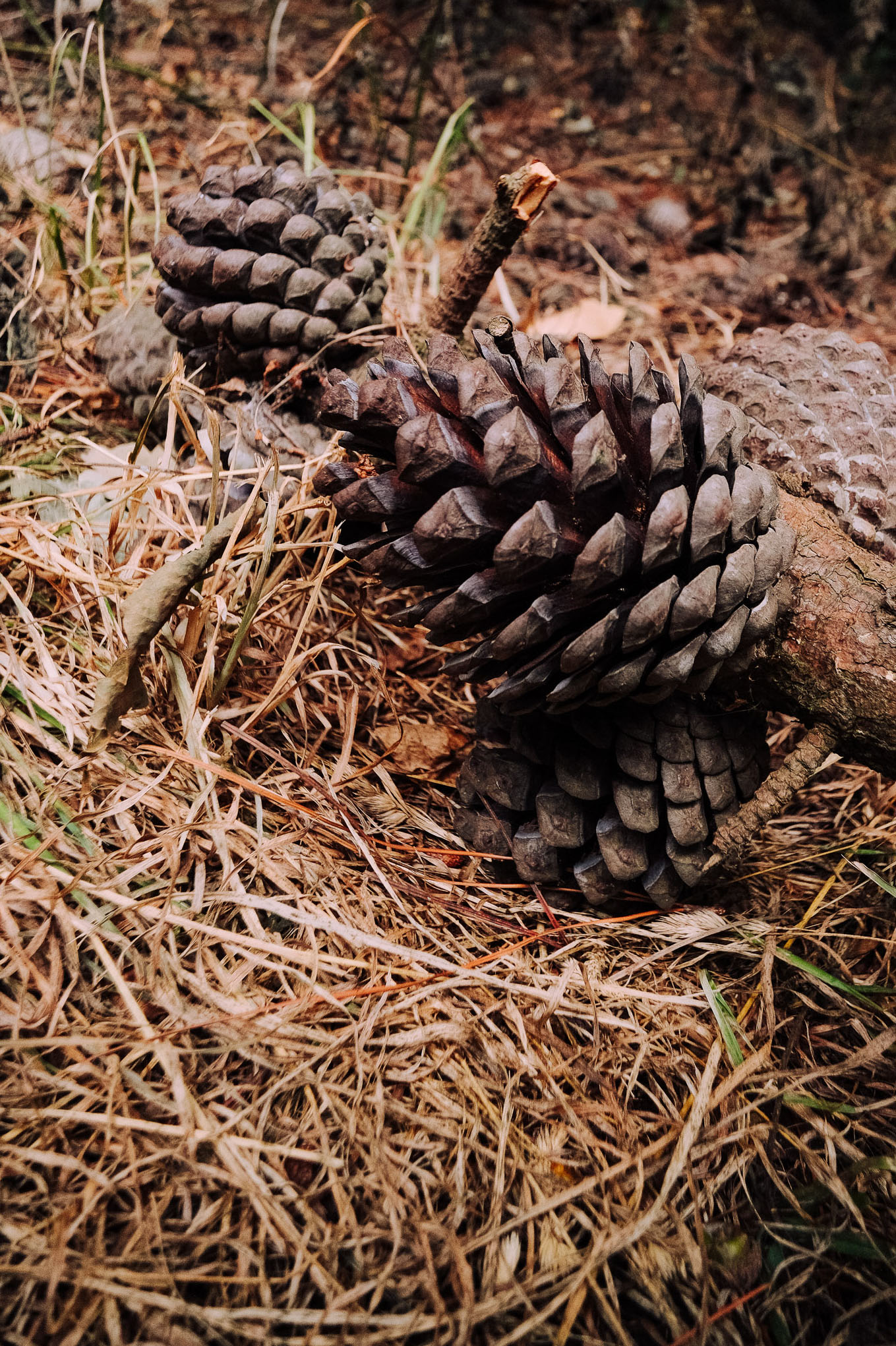 Close-up of pine cones on a forest floor covered with straw and small twigs.