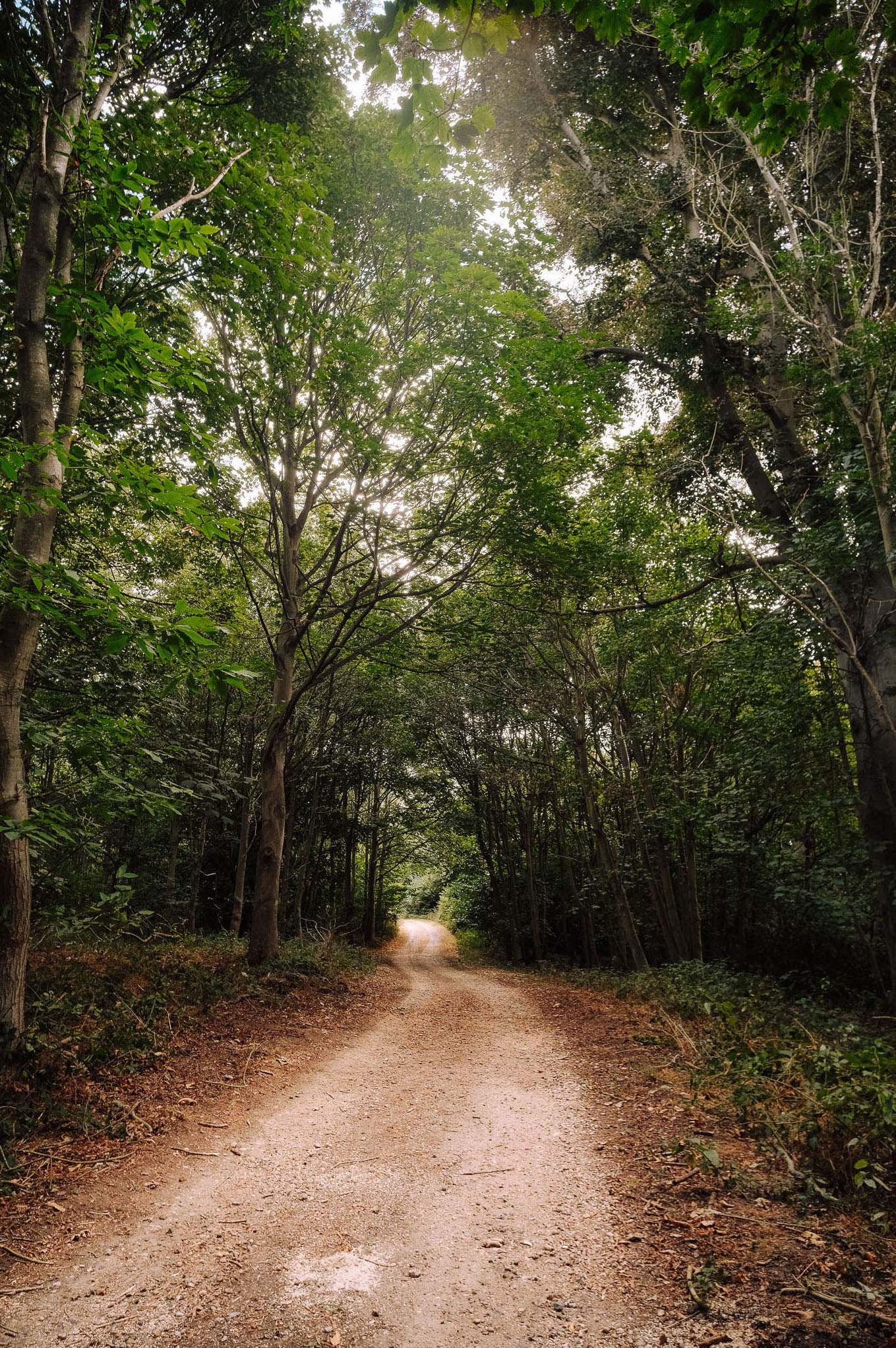 A narrow dirt path winding through a lush green forest with tall trees on either side.