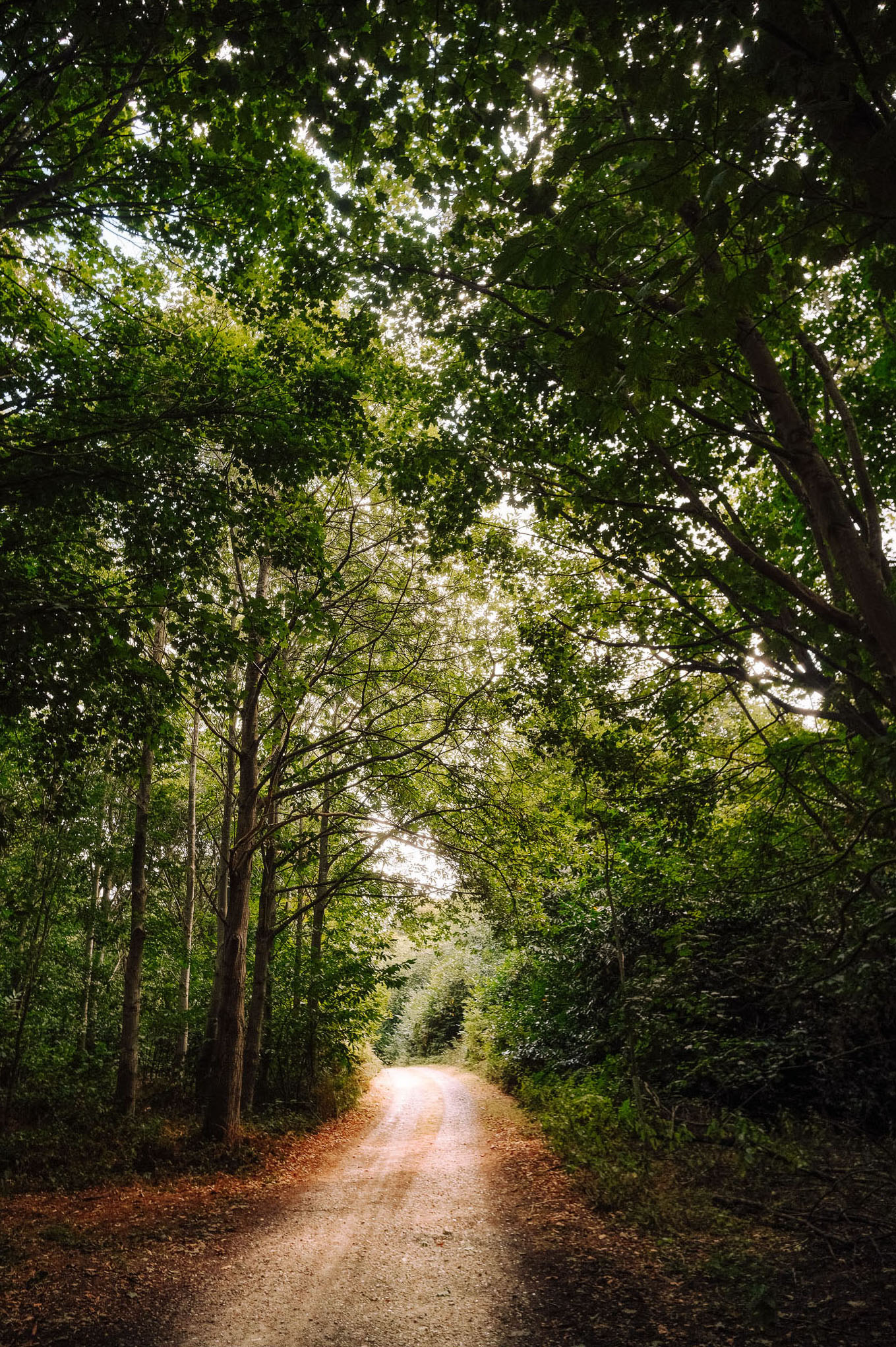 A winding dirt path surrounded by lush green trees, with sunlight filtering through the canopy overhead.